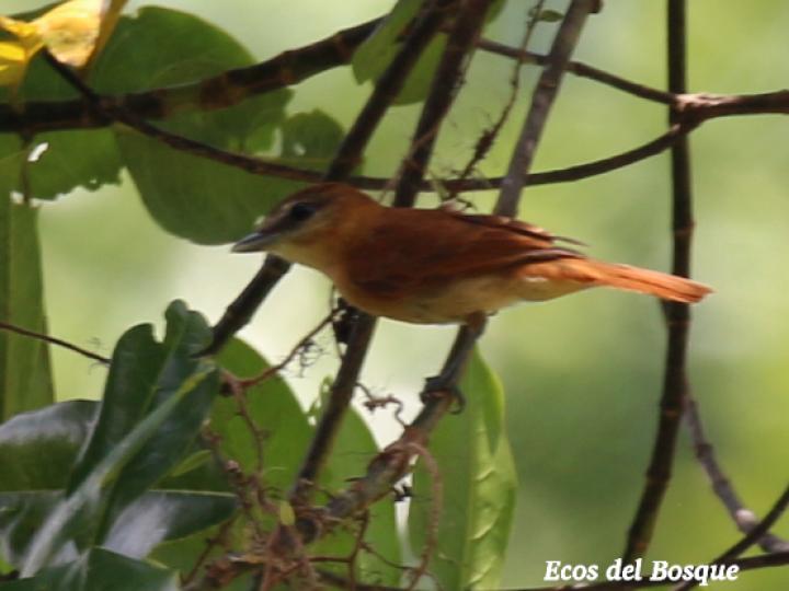Rhytipterna holerythra (Plañidera rojiza)