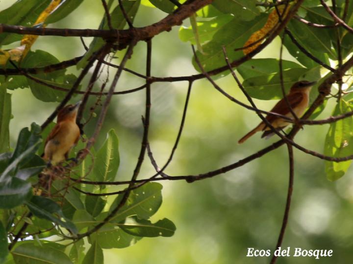 Rhytipterna holerythra (Plañidera rojiza)