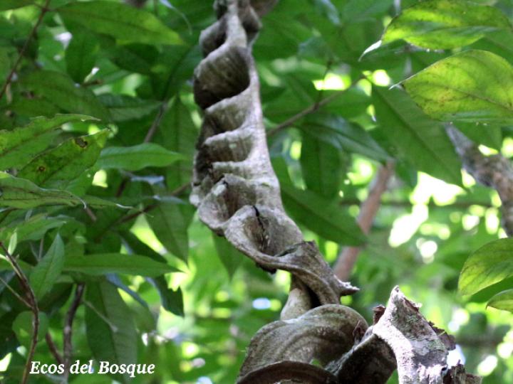 Schnella guianensis (Escalera de mono)