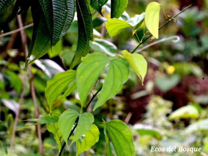 Schnella guianensis (Escalera de mono)