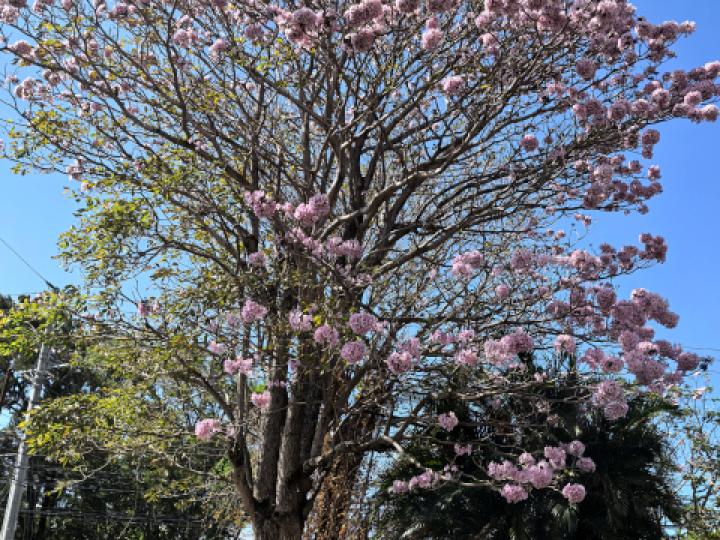 Tabebuia rosea (Roble sabana)