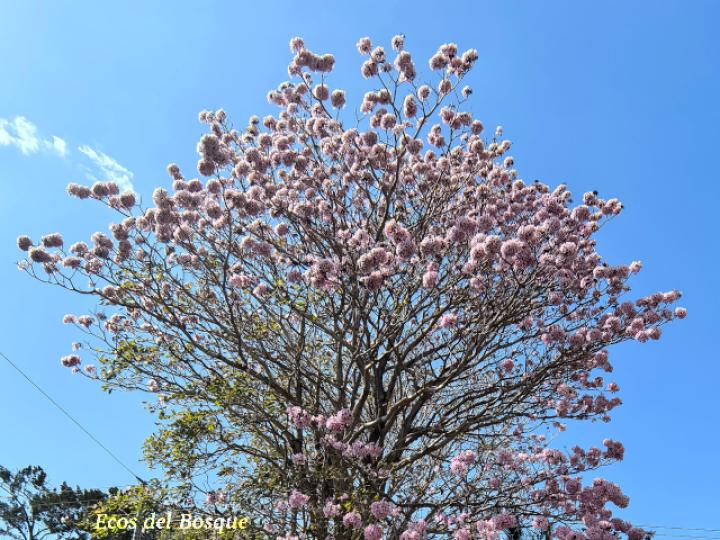 Tabebuia rosea (Roble sabana)