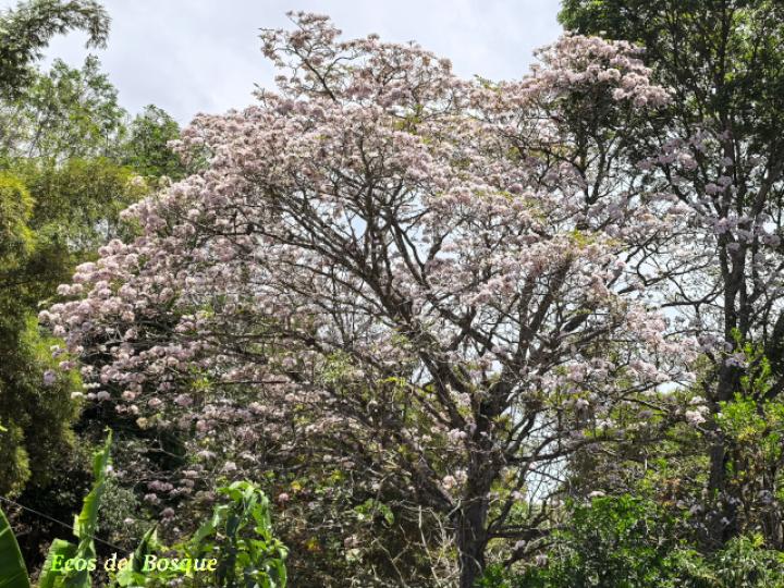 Tabebuia rosea (Roble sabana)