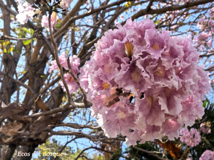 Tabebuia rosea (Roble sabana)