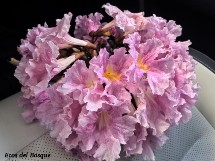 Tabebuia rosea (Roble sabana)