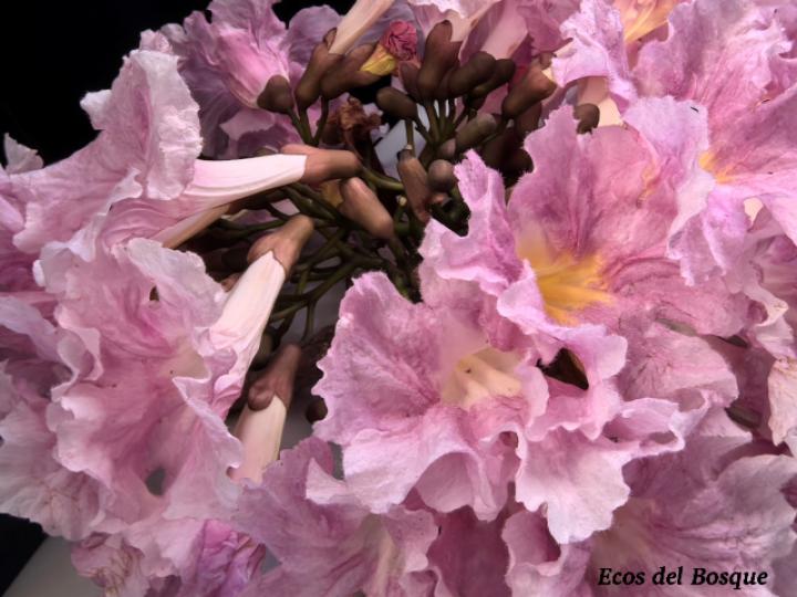Tabebuia rosea (Roble sabana)