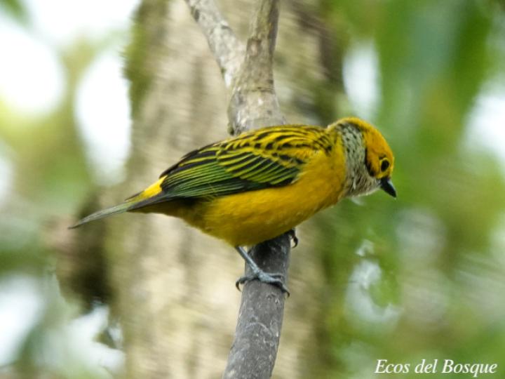 Tangara icterocephala (Tangara dorada)