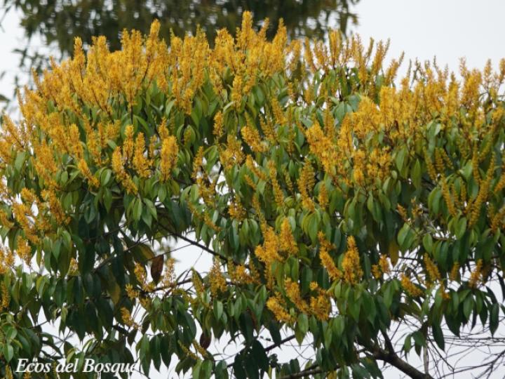Vochysia ferruginea (Botarrama)