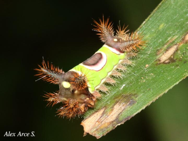 Acharia hyperoche (Gusano monturilla)