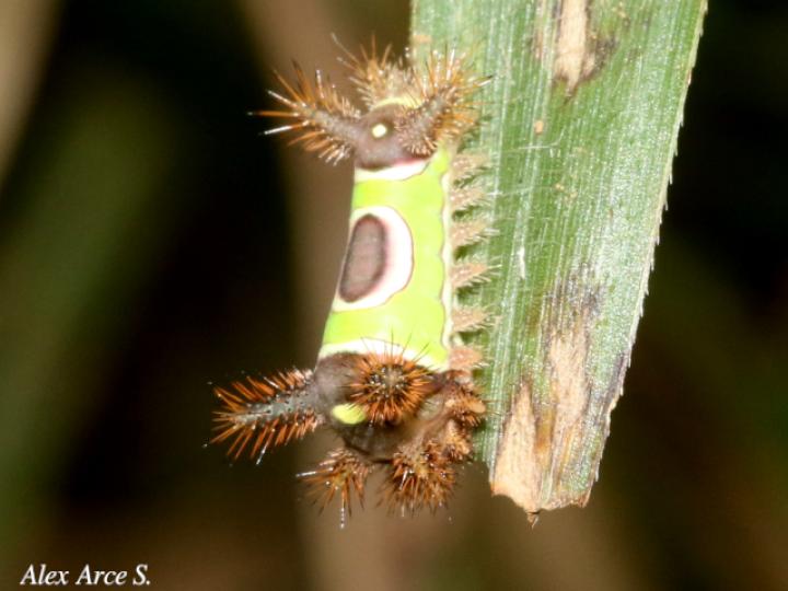 Acharia hyperoche (Gusano monturilla)