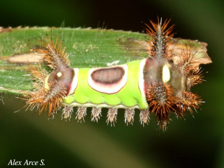 Acharia hyperoche (Gusano monturilla)