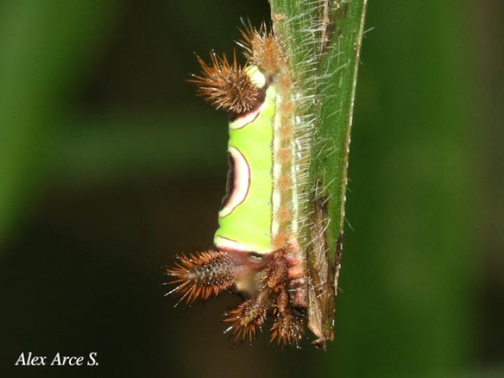Acharia hyperoche (Gusano monturilla)