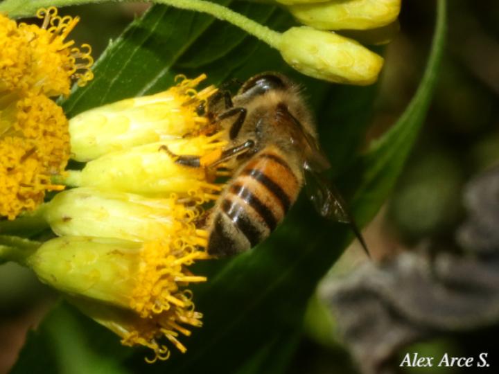 Apis mellifera (Abeja europea)