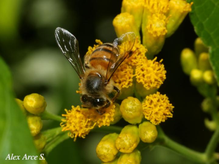 Apis mellifera (Abeja europea)