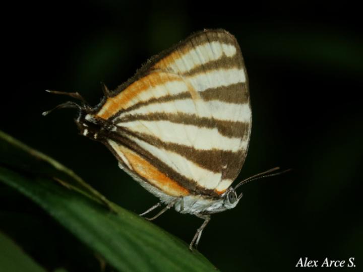 Arawacus lincoides