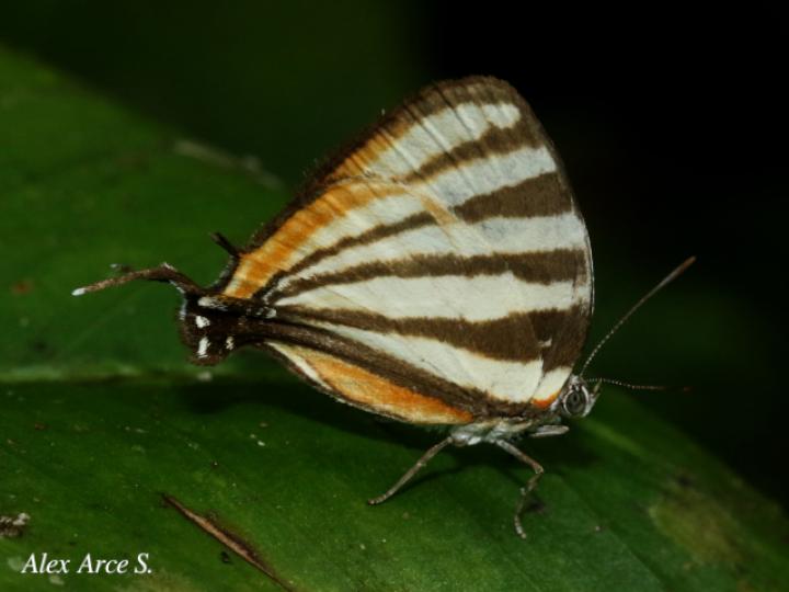 Arawacus lincoides