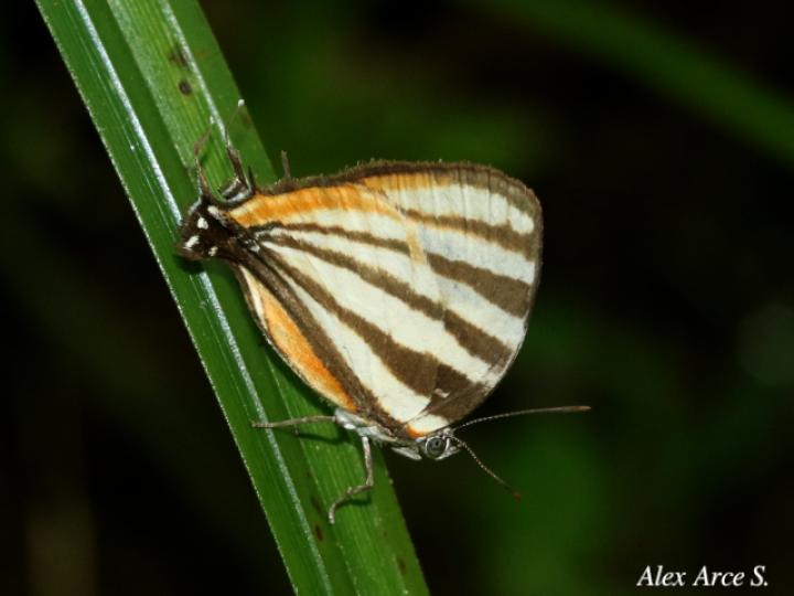 Arawacus lincoides
