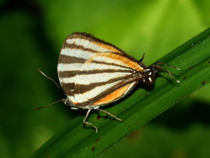 Arawacus lincoides