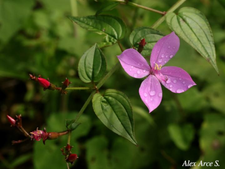 Arthrostemma cilliatum (Caña agria, nometoques)