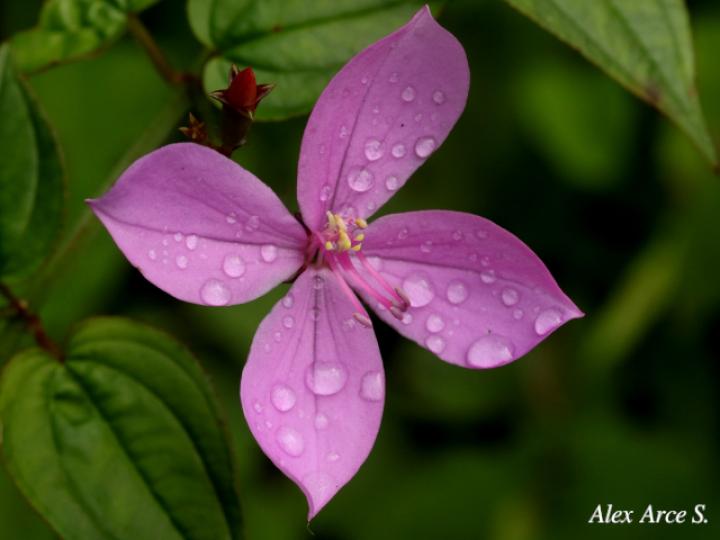 Arthrostemma cilliatum (Caña agria, nometoques)