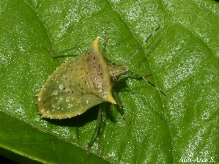 Arvelius albopunctatus