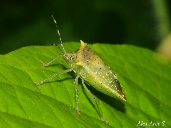Arvelius albopunctatus