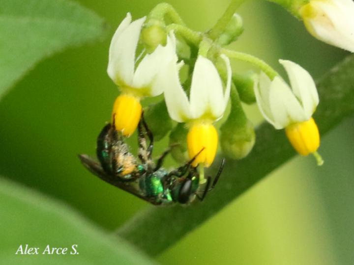 Augochlora sp1