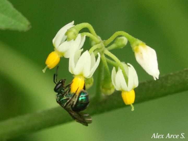 Augochlora sp1
