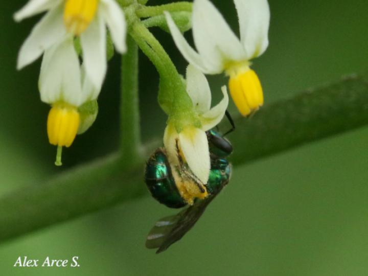 Augochlora sp1