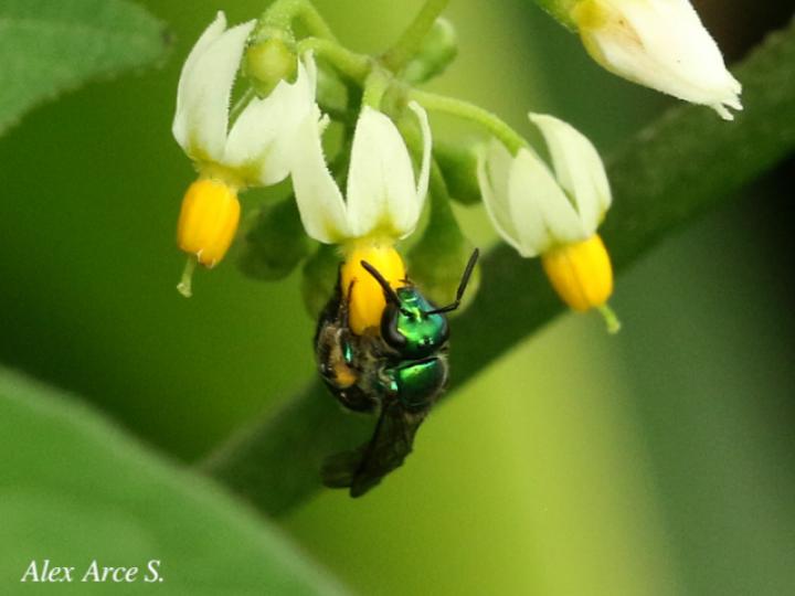 Augochlora sp1