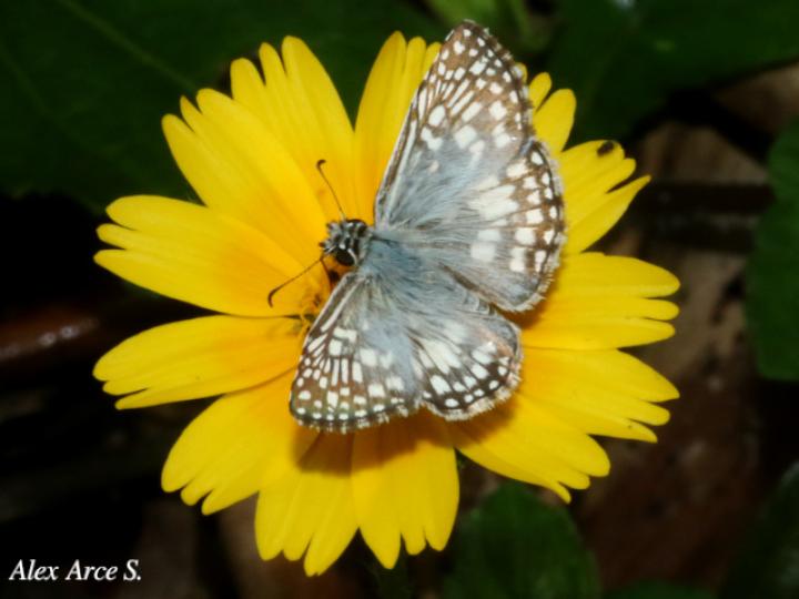 Burnsius oileus (Saltarina a cuadros tropical)