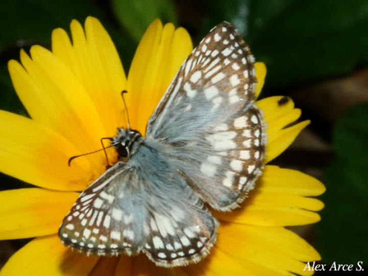 Burnsius oileus (Saltarina a cuadros tropical)
