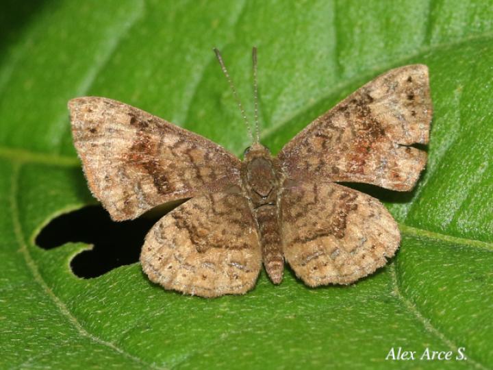 Calephelis argyrodines