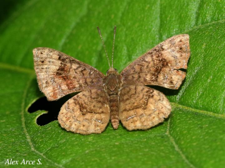 Calephelis argyrodines