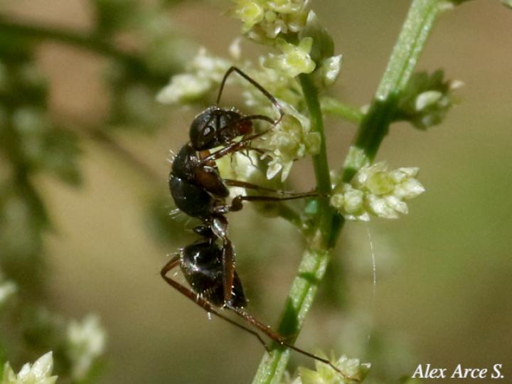 Camponotus novogranadensis