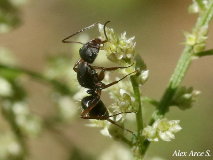 Camponotus novogranadensis