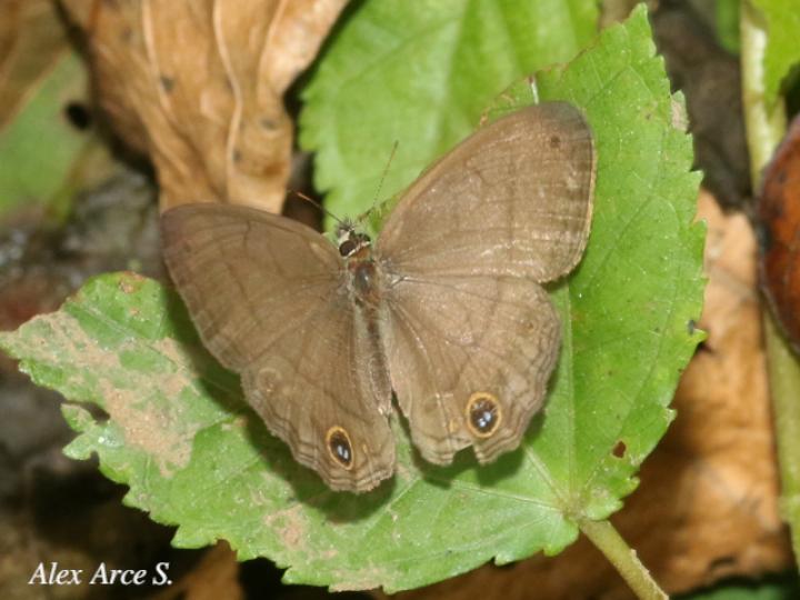 Cissia pompilia (Sátira de llano)