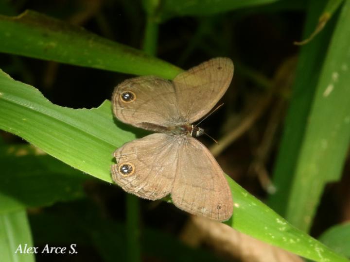 Cissia pompilia (Sátira de llano)