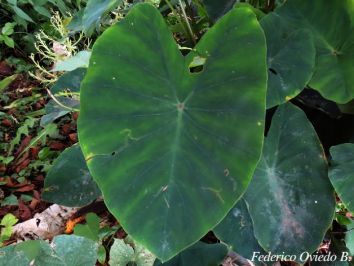 Colocasia esculenta