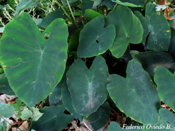 Colocasia esculenta