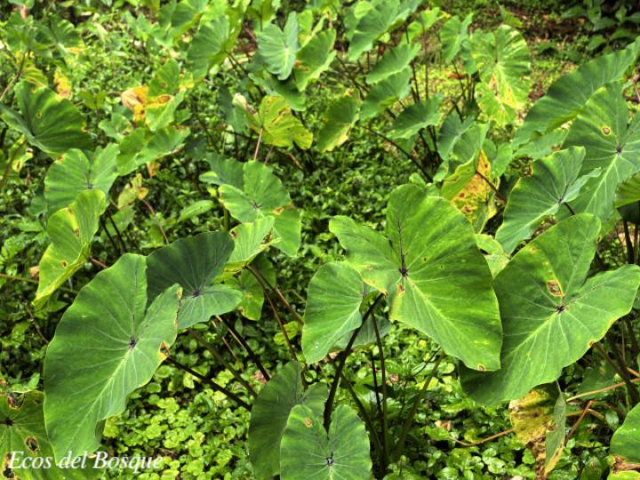 Colocasia esculenta