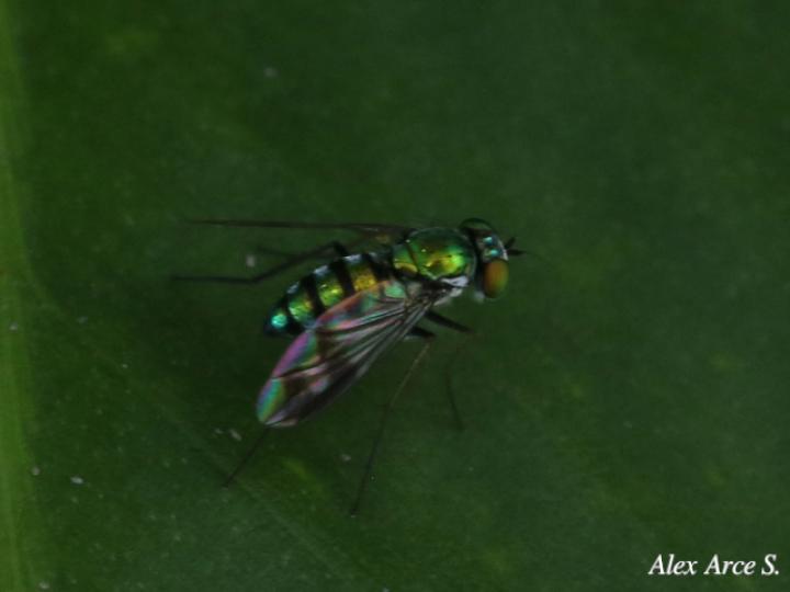 Moscas de patas largas