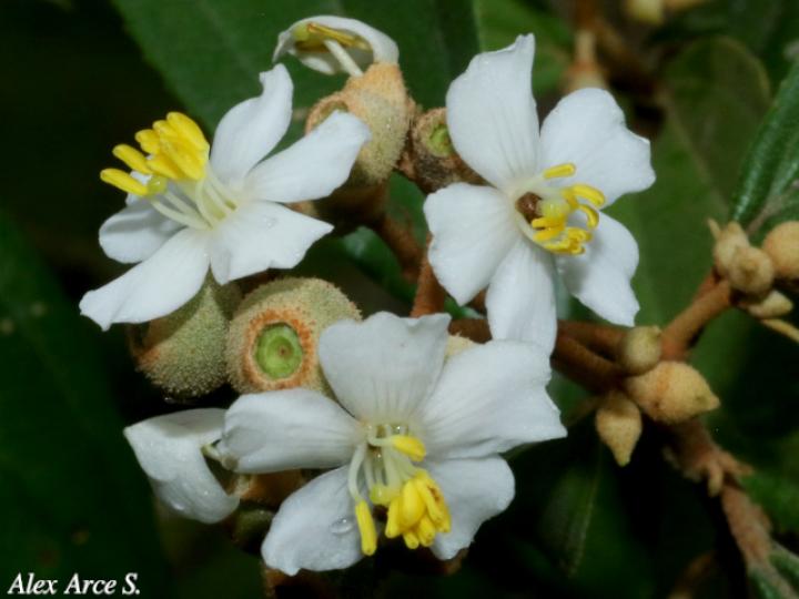Conostegia xalapensis