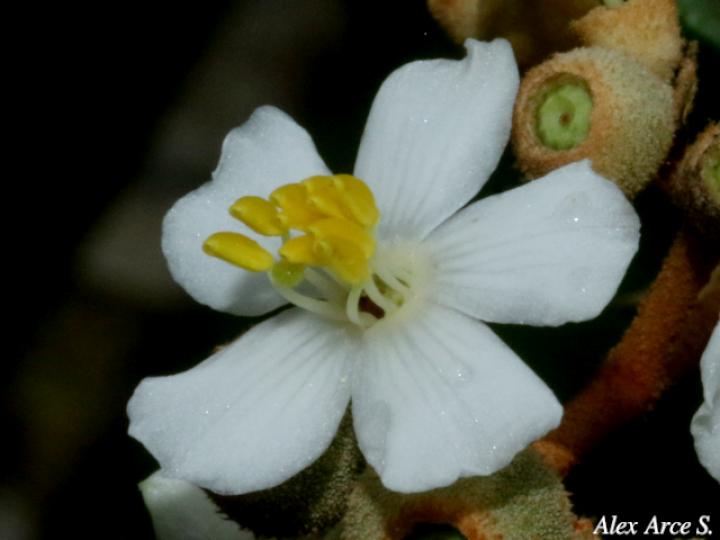 Conostegia xalapensis