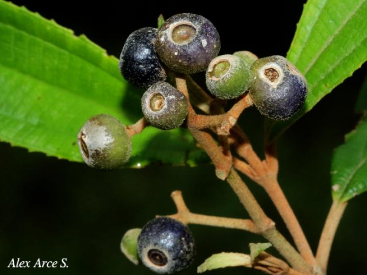 Conostegia xalapensis