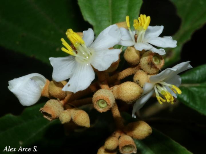 Conostegia xalapensis