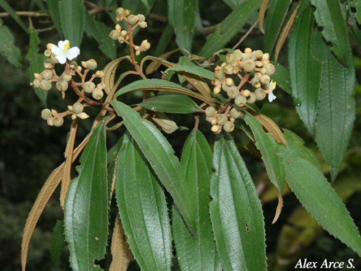 Conostegia xalapensis