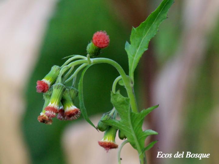 Crassocephalum crepidioides