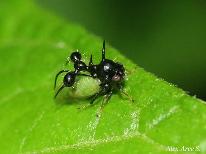 Cyphonia clavata