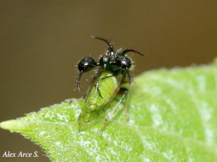 Cyphonia clavata